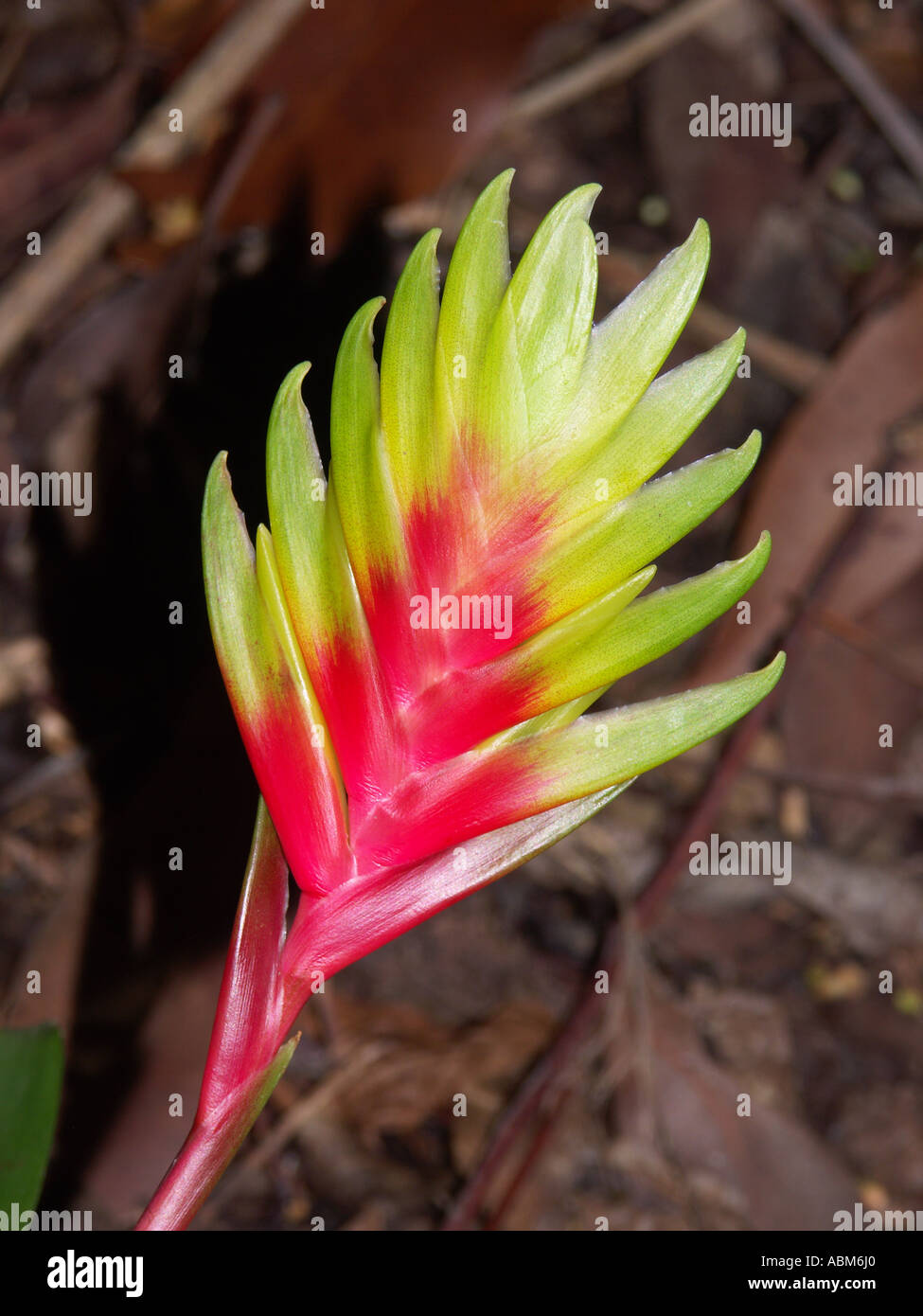 Flower of Vriesia carinata, a member of the Bromeliad family of plants that is indigenous to South America Stock Photo