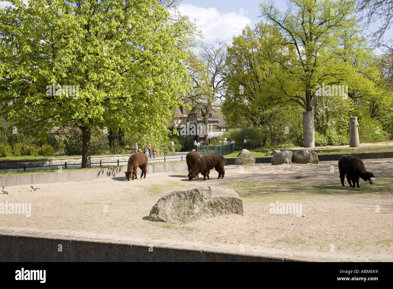 Alpaca Lama Guanicoe F Pacos Berlin Zoo, Germany Stock Photo