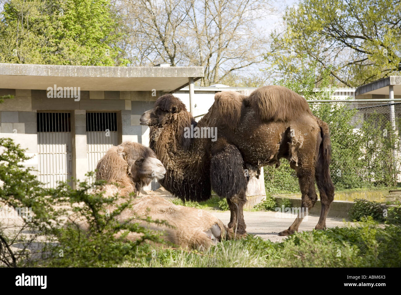 Bactrian Camel (Camelus Ferus Bactrianus), Berlin Zoo, Germany Stock Photo
