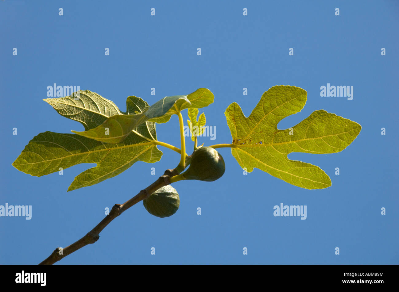 Fig Tree Stock Photo Alamy