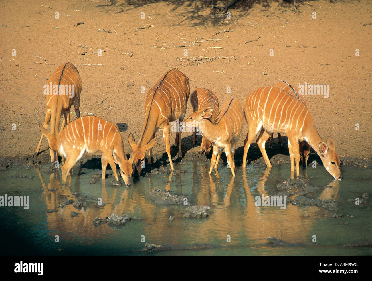 A group of female Nyala drinking at a pool Mkuzi Nature Reserve Zululand South Africa Stock Photo
