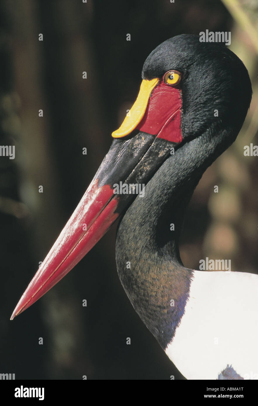 Portrait of Saddlebill Stork Saint Lucia Zululand South Africa red beak yellow saddle yellow eye indicates female Stock Photo