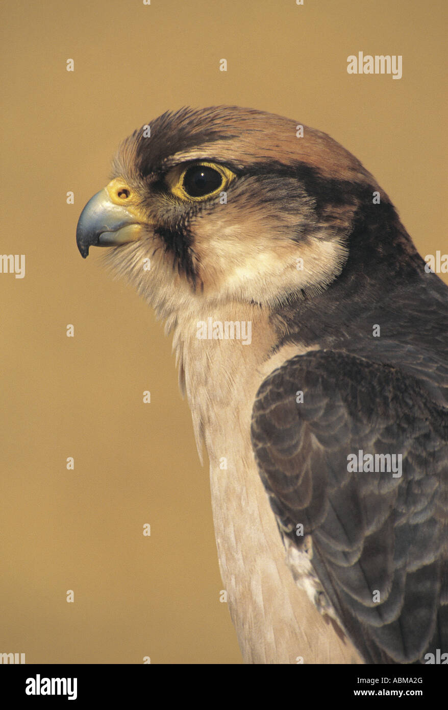 Lammer Falcon Falco blatmicus Natal Midlands South Africa Stock Photo