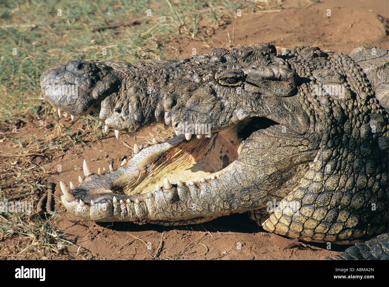 Nile Crocodile Croc World Farm Natal South Africa Its mouth is wide open showing the yellow lining Stock Photo