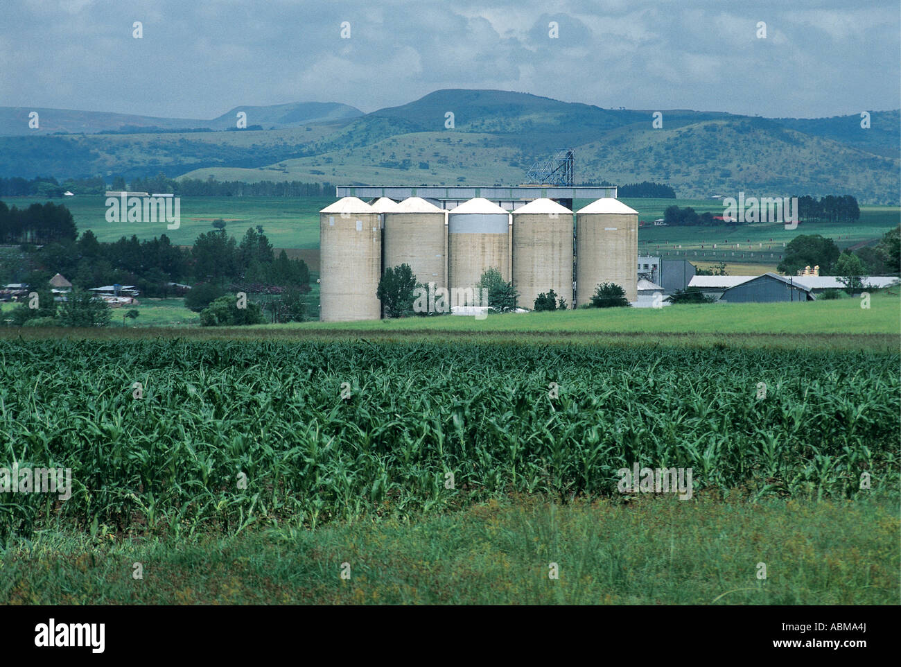 Maize and grain silos Natal Midlands South Africa The silos stand in an area of farmland with maize growing in the foreground Stock Photo