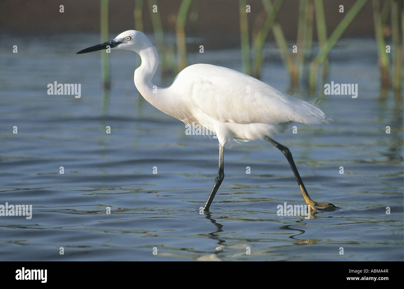 Little Egret Egretta garzetta wading in the Umgeni River mouth Durban South Africa Stock Photo