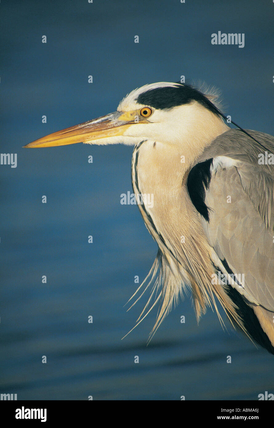 Close up portrait of Grey Heron Ardea cinerea Durban South AfricA Stock Photo