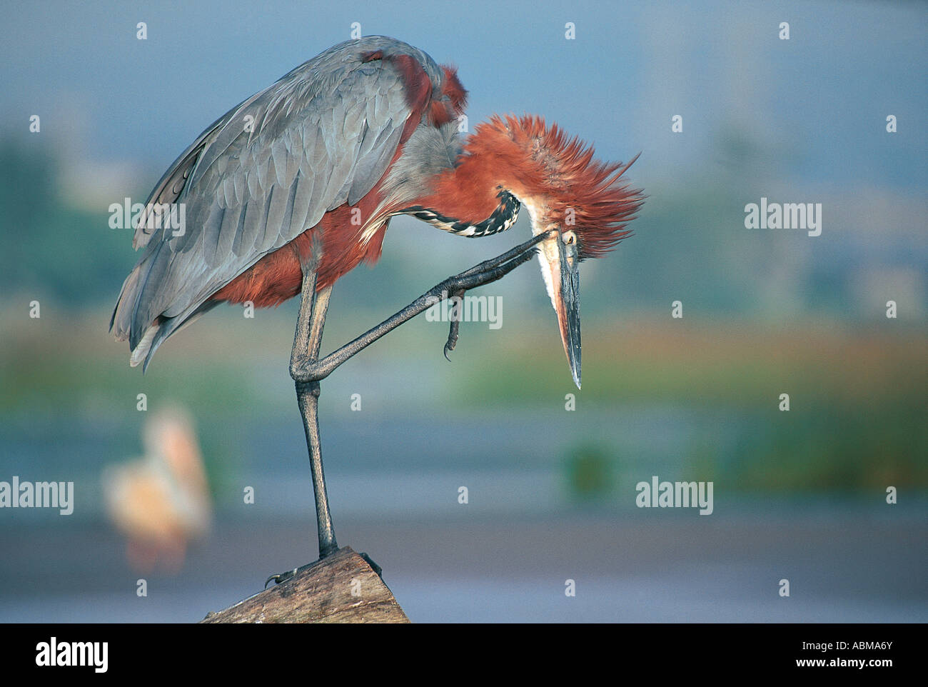 Goliath Heron perched on a stump and scratching itself Umgeni River mouth Durban South Africa Stock Photo