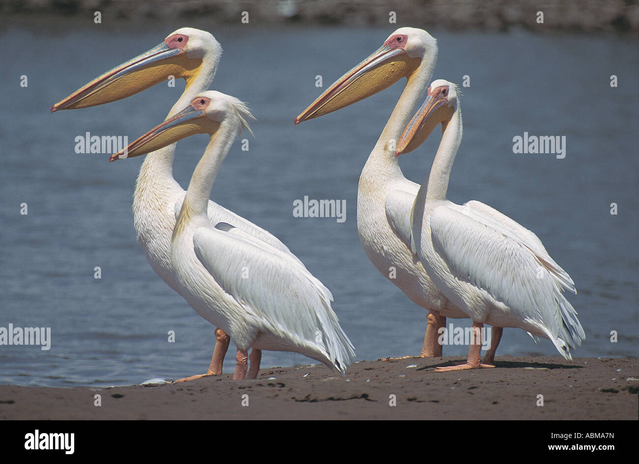 Four White Pelicans Pelecanus onocrotalus Umgeni River mouth South Africa Stock Photo