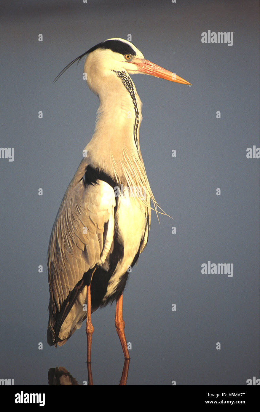 Grey Heron Ardea cinerea standing in mirror like water Durban South Africa Stock Photo
