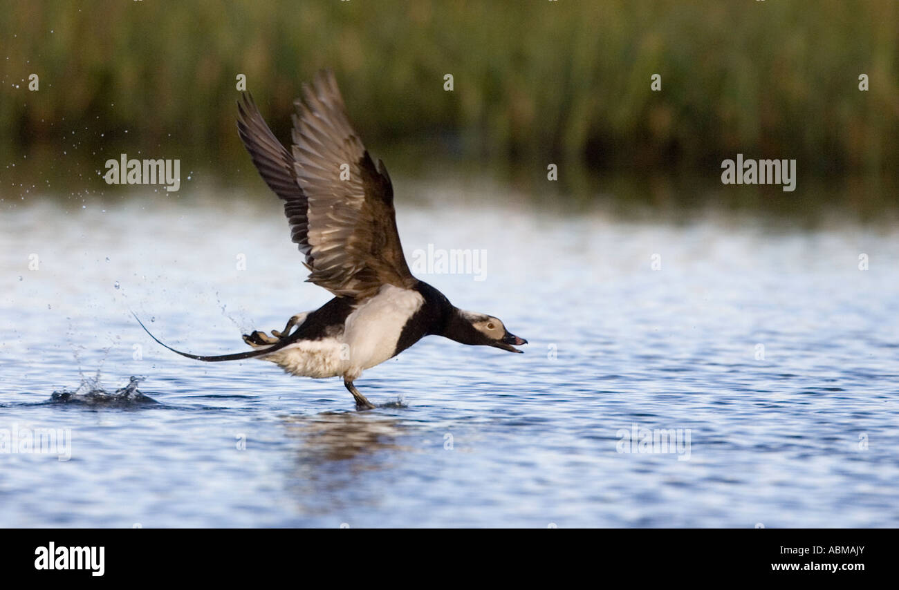 Long tailed Duck Running on water Stock Photo Alamy