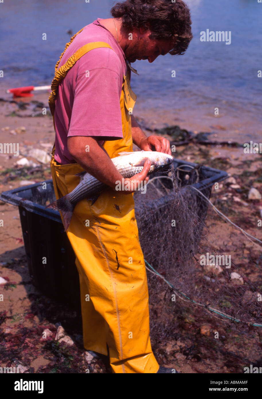 Freshly caught fish being removed from net in the channel island of
