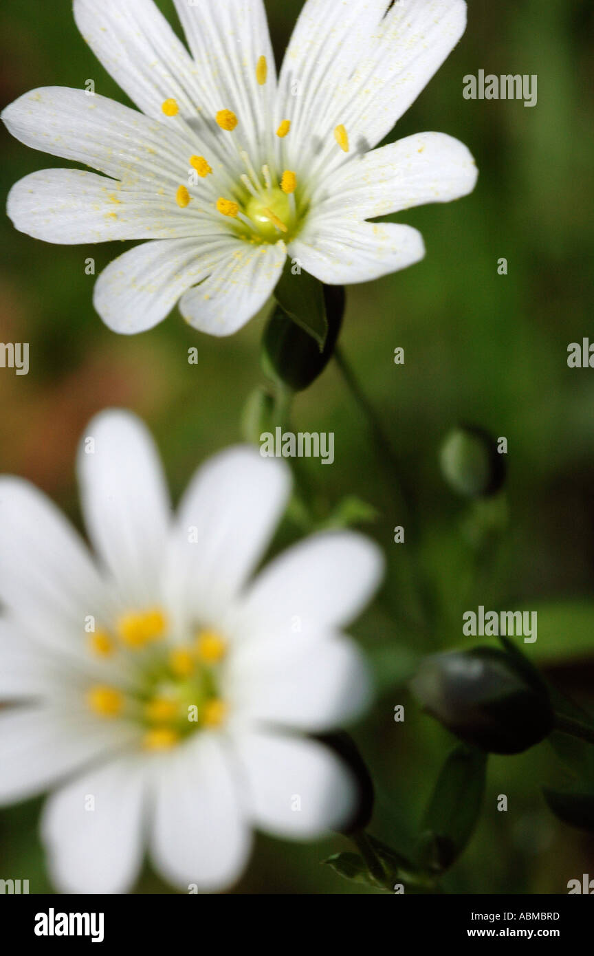 Common stitchwort hi-res stock photography and images - Alamy