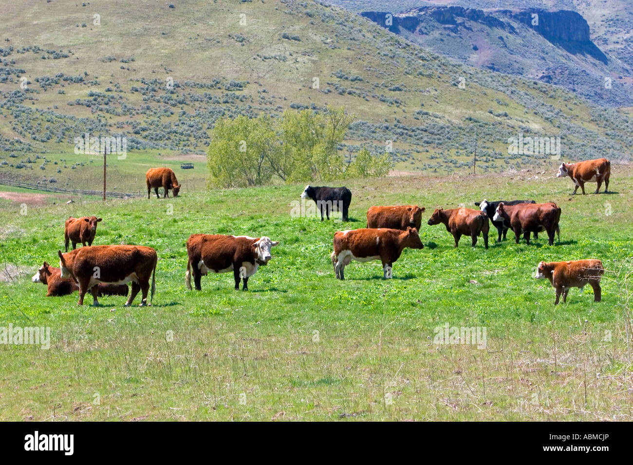 Cattle graze in a pasture along the Payette River near Emmett Idaho Stock Photo