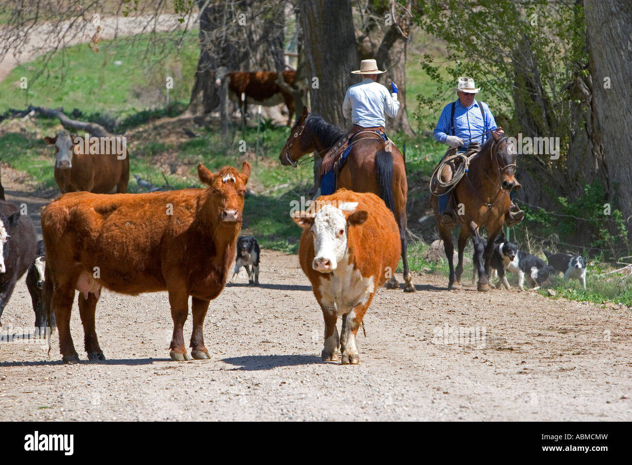 Cowboys rounding up cattle near Emmett Idaho Stock Photo - Alamy