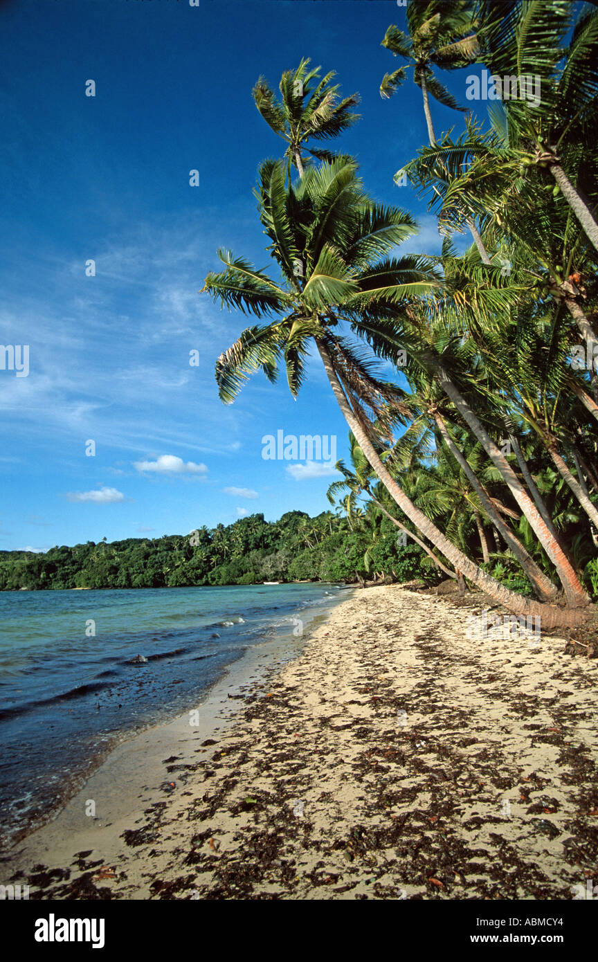 Palm tree over sandy empty Beach Stock Photo - Alamy