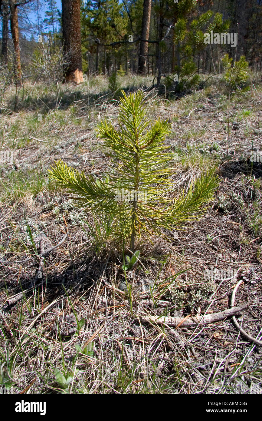 Lodge pole pine tree seedling in the Sawtooth National Recreation Area Idaho Stock Photo