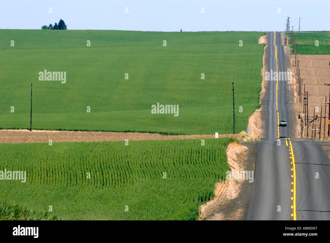 Rural country road with green unripe wheat fields near Pendleton Idaho Stock Photo