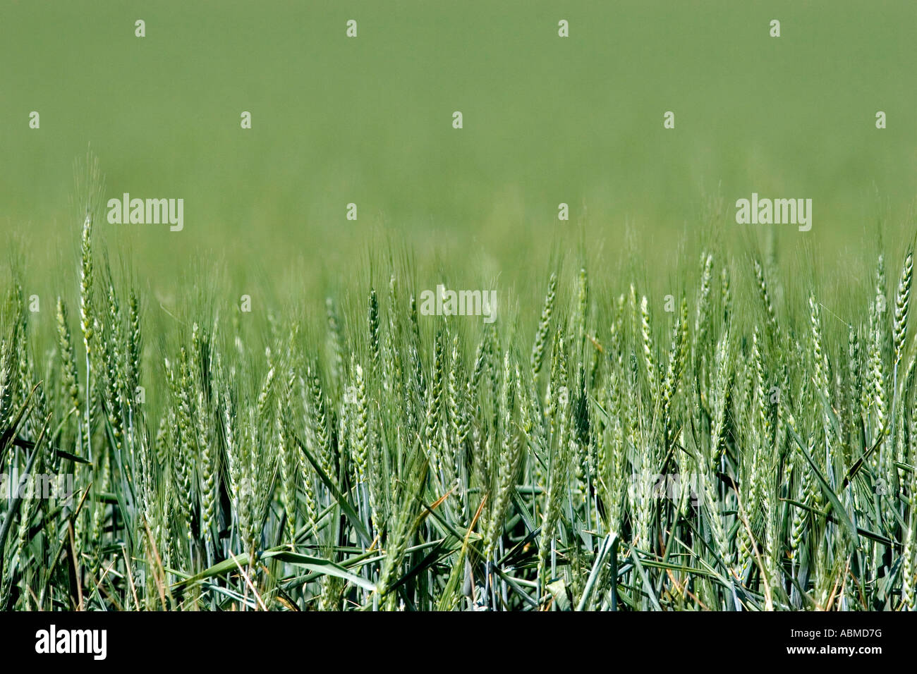 Green unripe wheat field near Pendleton Oregon Stock Photo