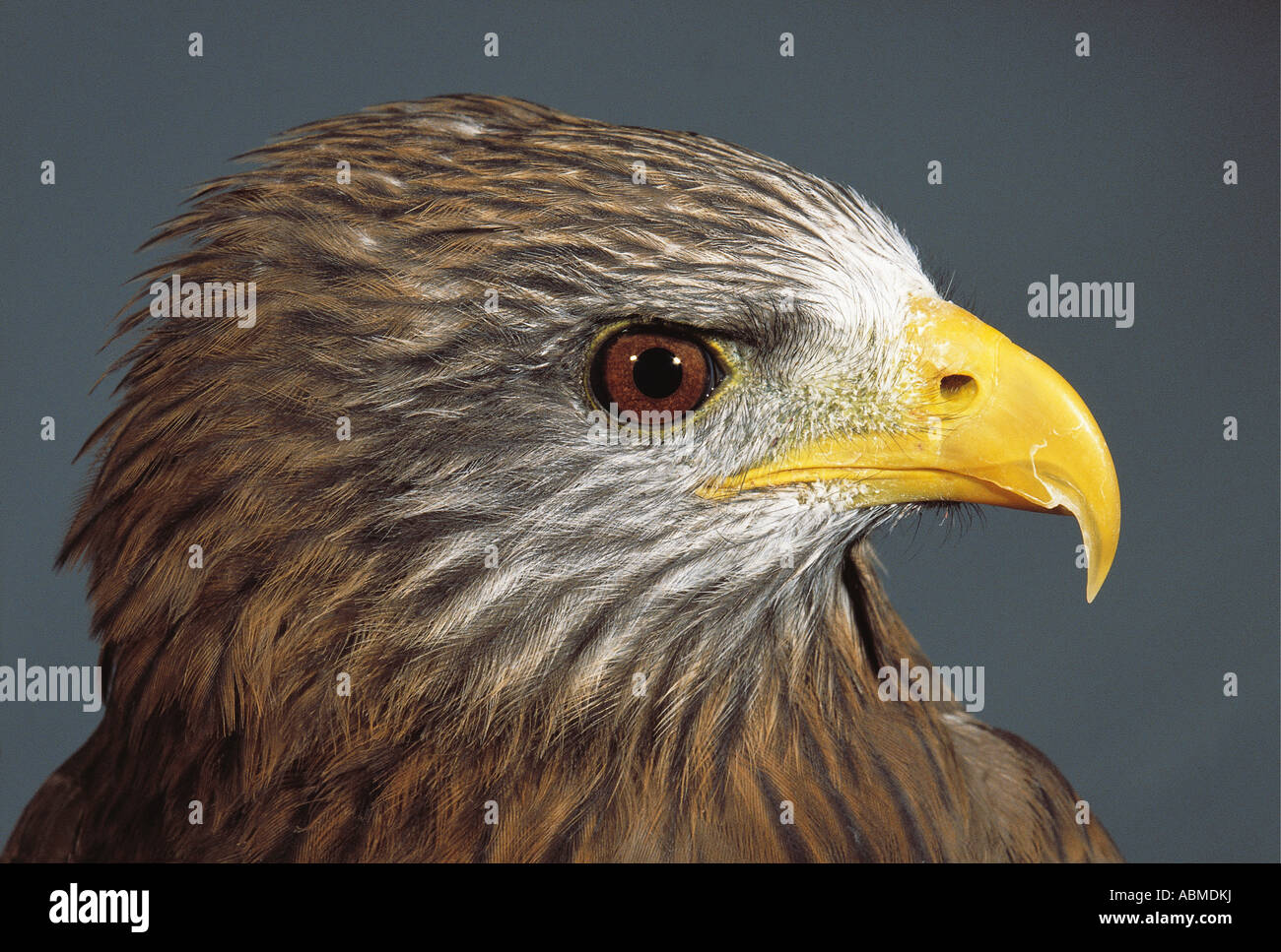 Yellow billed Kite Milvus aegyptius parasitus Durban South Africa Stock Photo