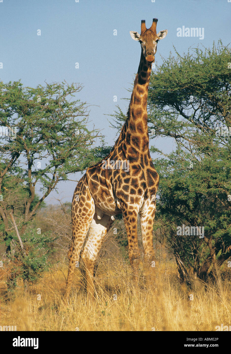 Common Giraffe Kruger National Park South Africa Stock Photo