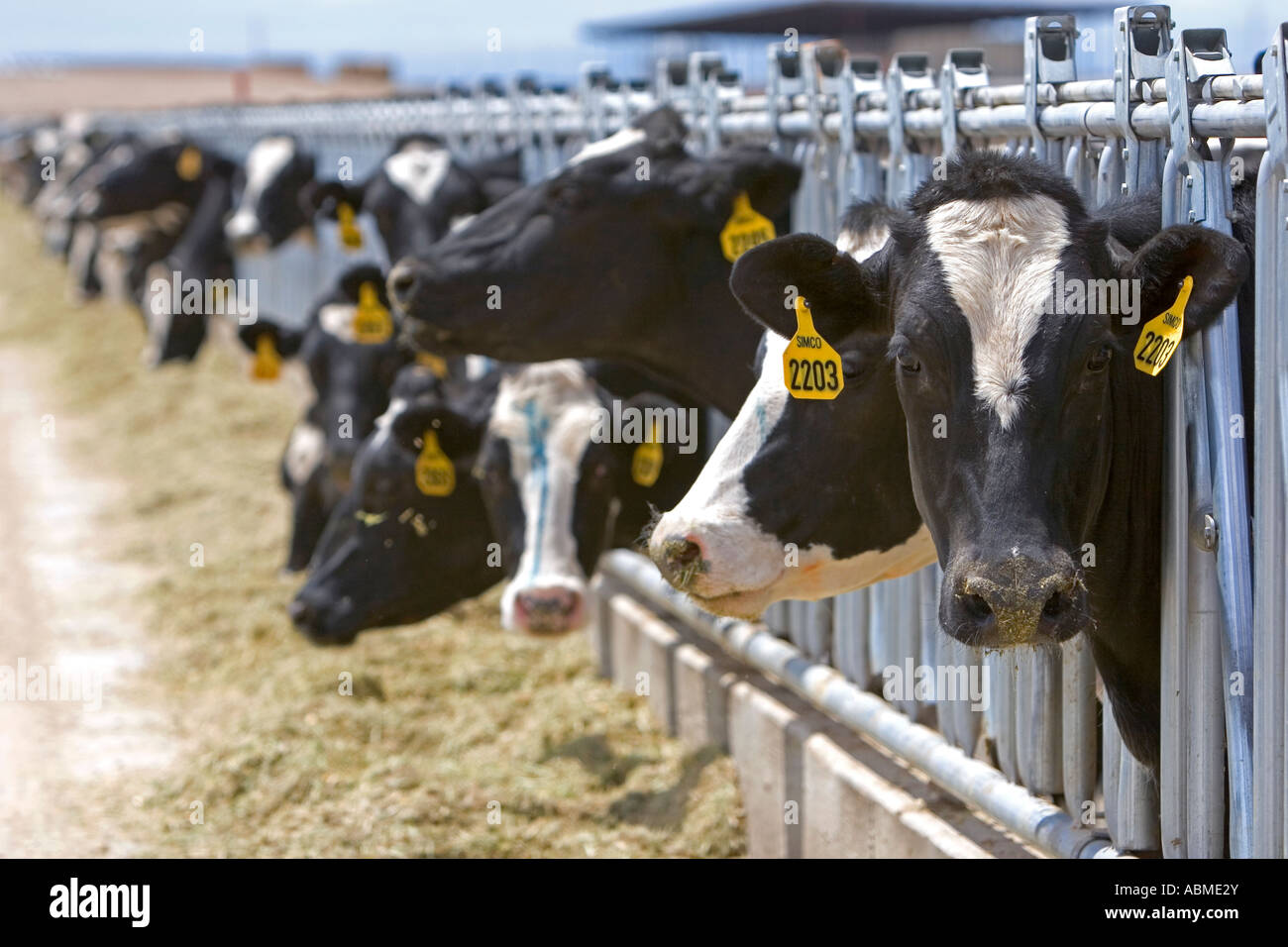 Dairy cows at a feedlot in Grandview Idaho Stock Photo