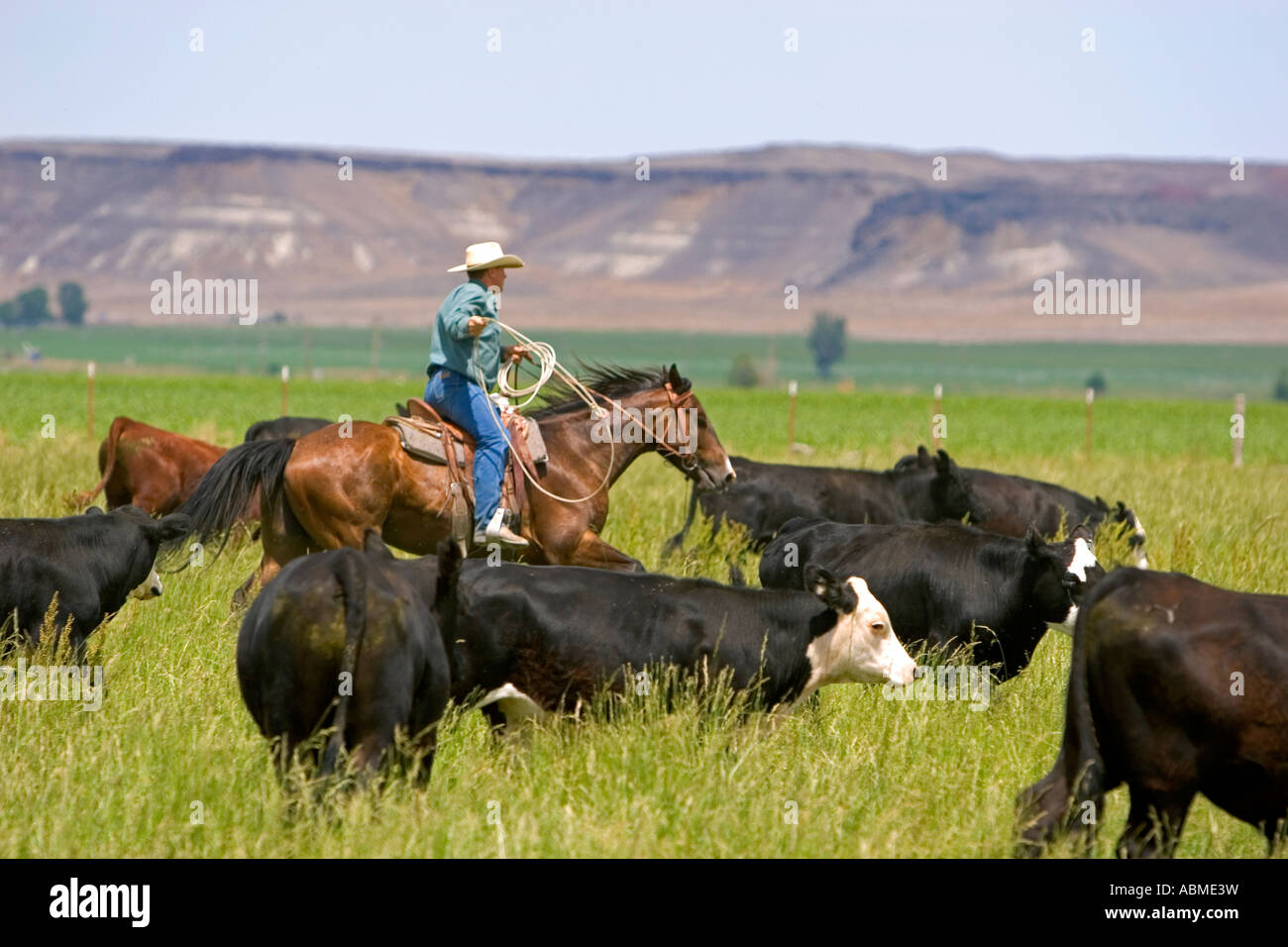 A rancher on horseback during a cattle roundup near Grandview Idaho