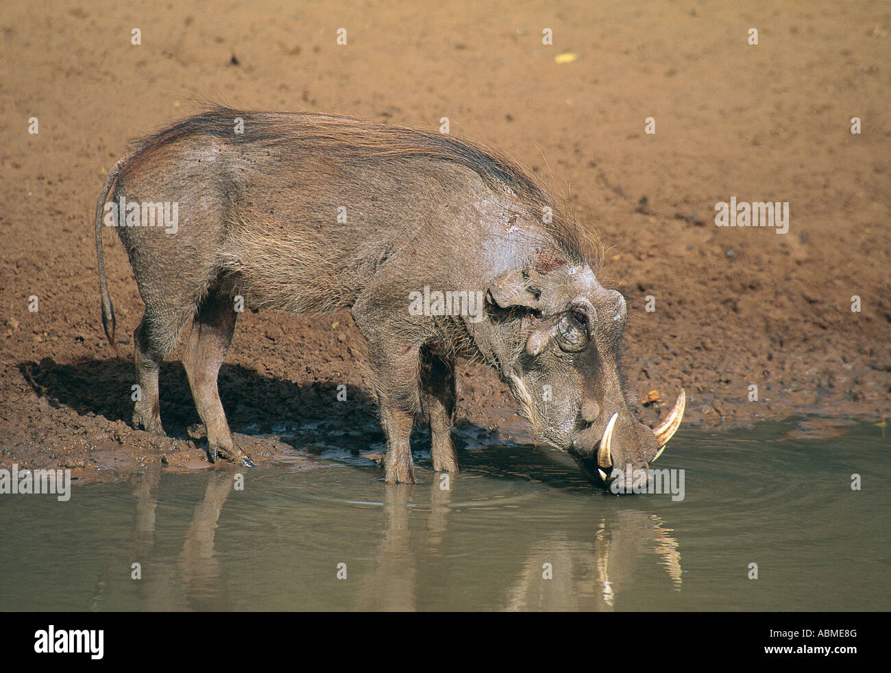 Warthog drinking at a pool Mkuzi Nature Reserve Zululand South Africa Stock Photo