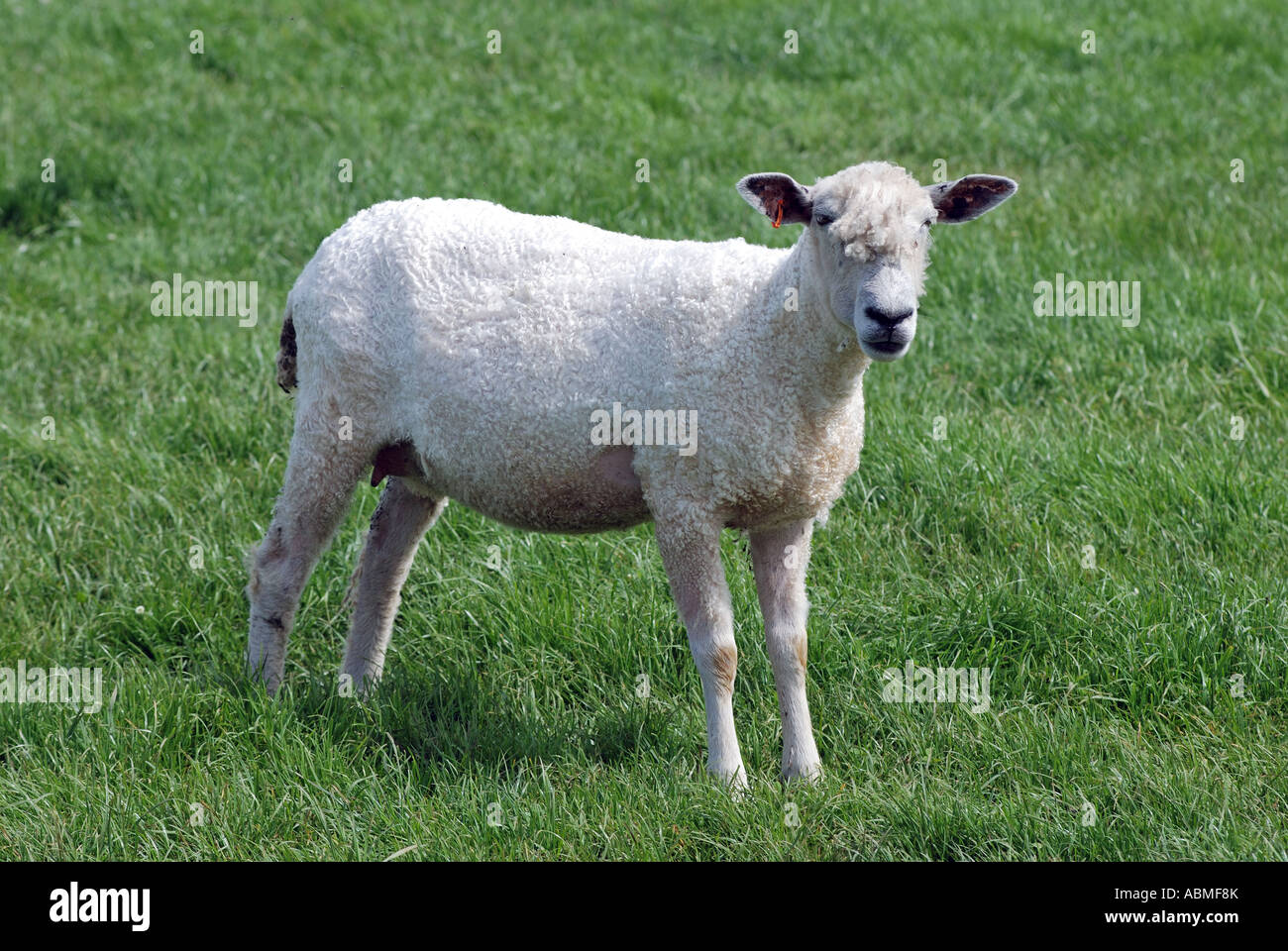 Cotswold sheep at Cotswold Farm Park, Gloucestershire, England, UK Stock Photo