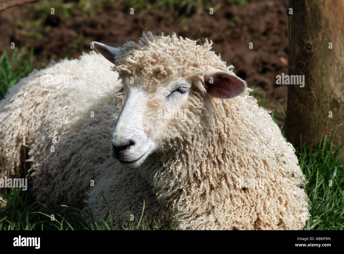 Cotswold sheep at Cotswold Farm Park, Gloucestershire, England, UK Stock Photo
