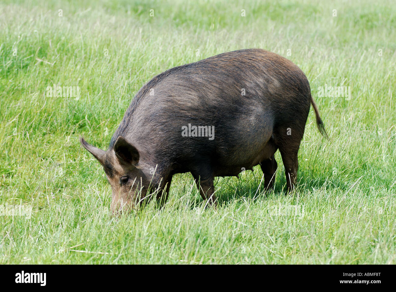 Iron Age Pig at Cotswold Farm Park, Gloucestershire, England, UK Stock