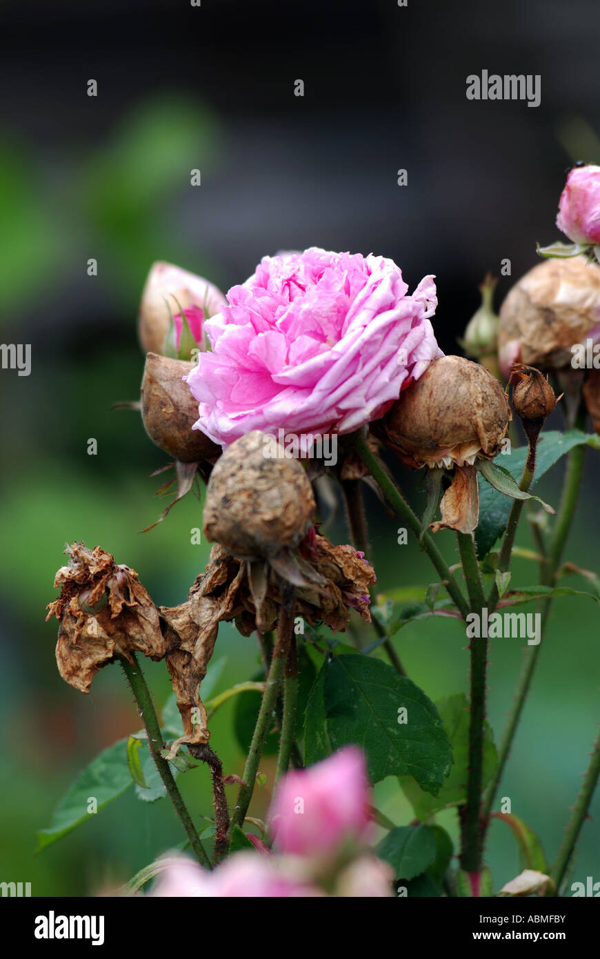 Comte de Chambord rose with flower balling, UK Stock Photo