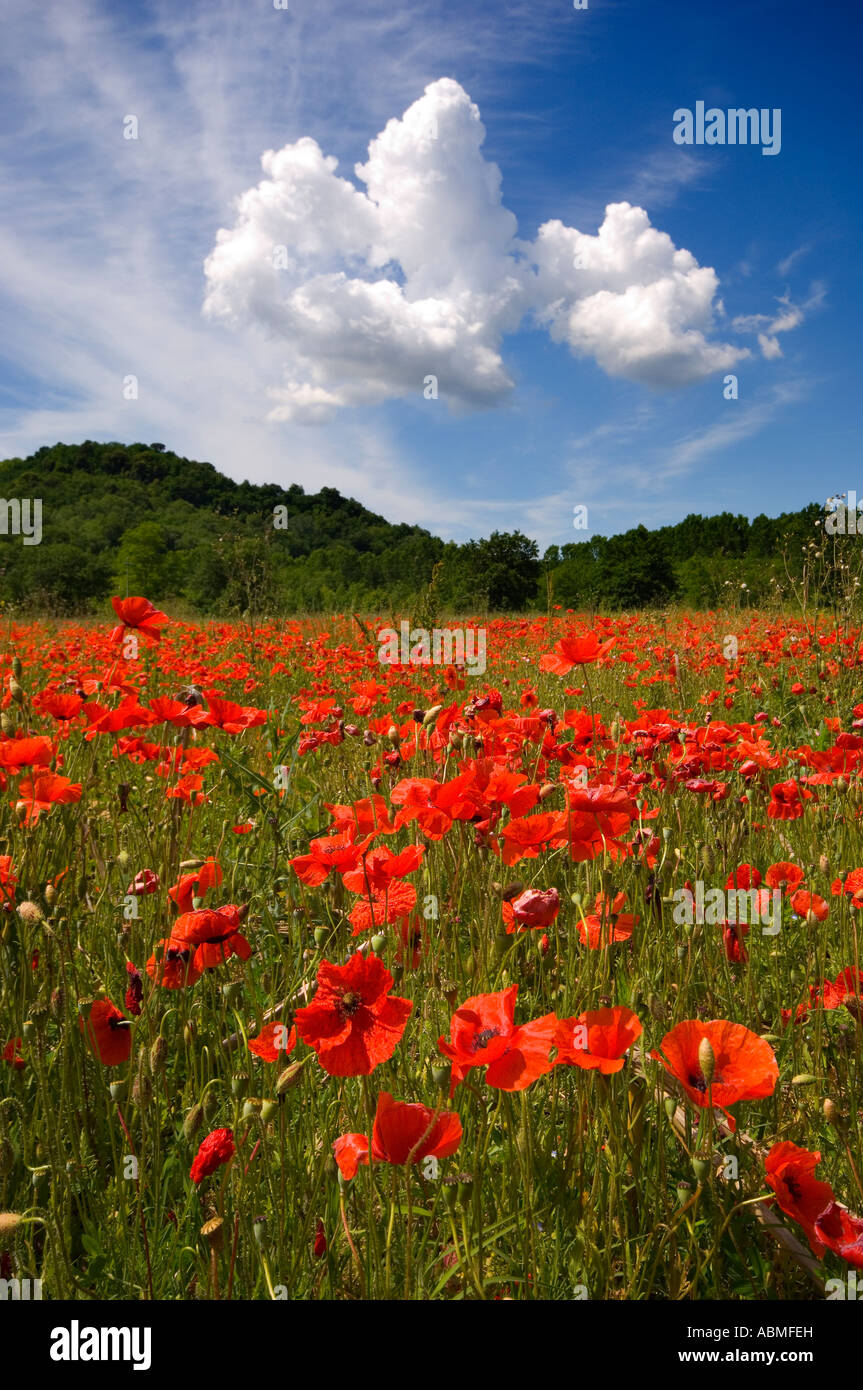 Red poppy field in Tuscany, Italy, beneath a dramatic cloud formation Stock Photo