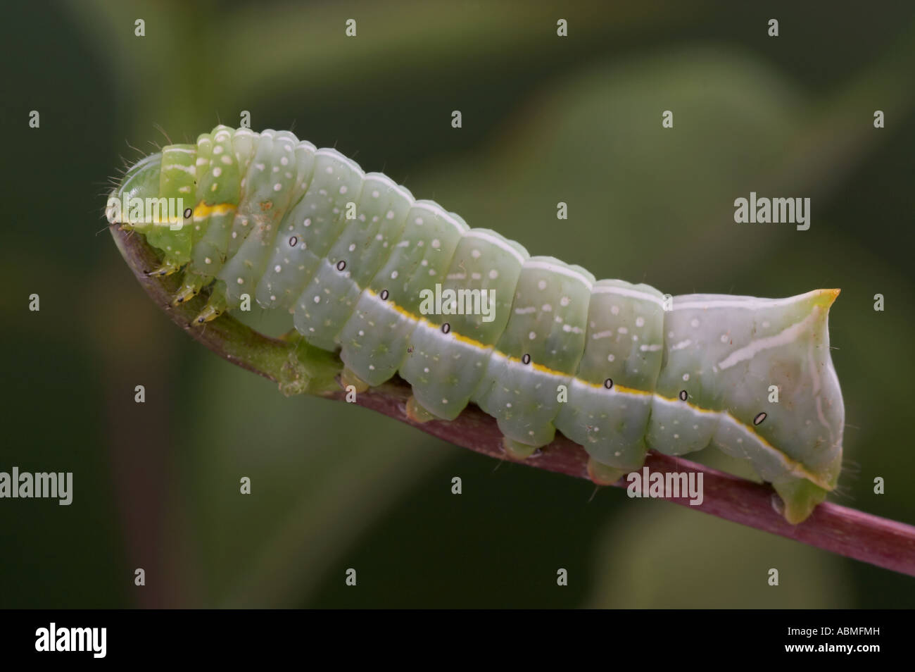 Copper Underwing larva - Amphipyra pyramidea Stock Photo