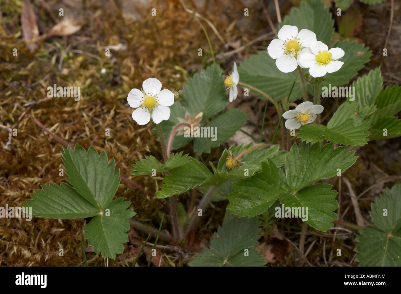 Wild Strawberry - Fragaria vesca Stock Photo - Alamy