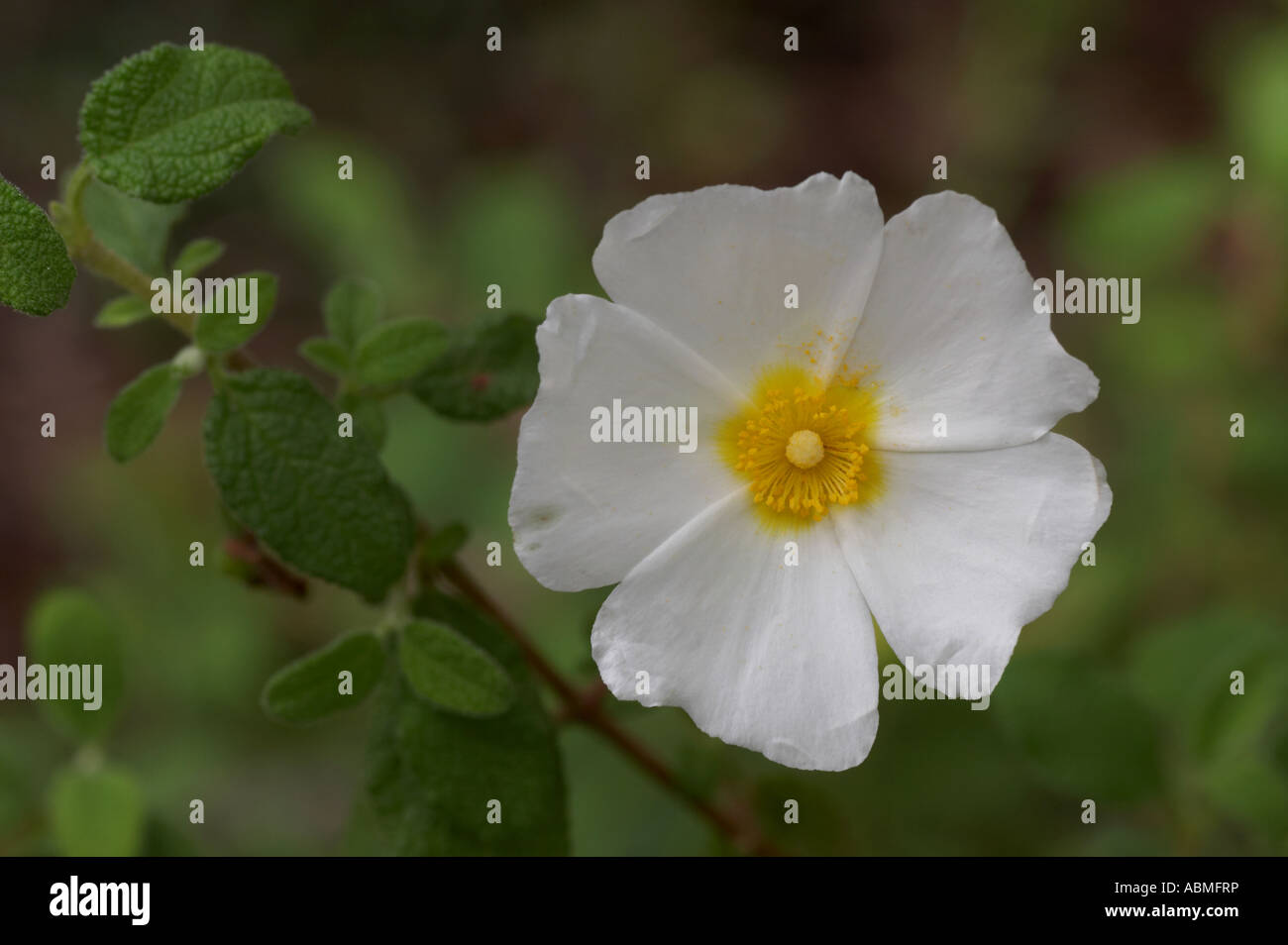Sage Leaved Cistus Cistus salvifolius Stock Photo Alamy