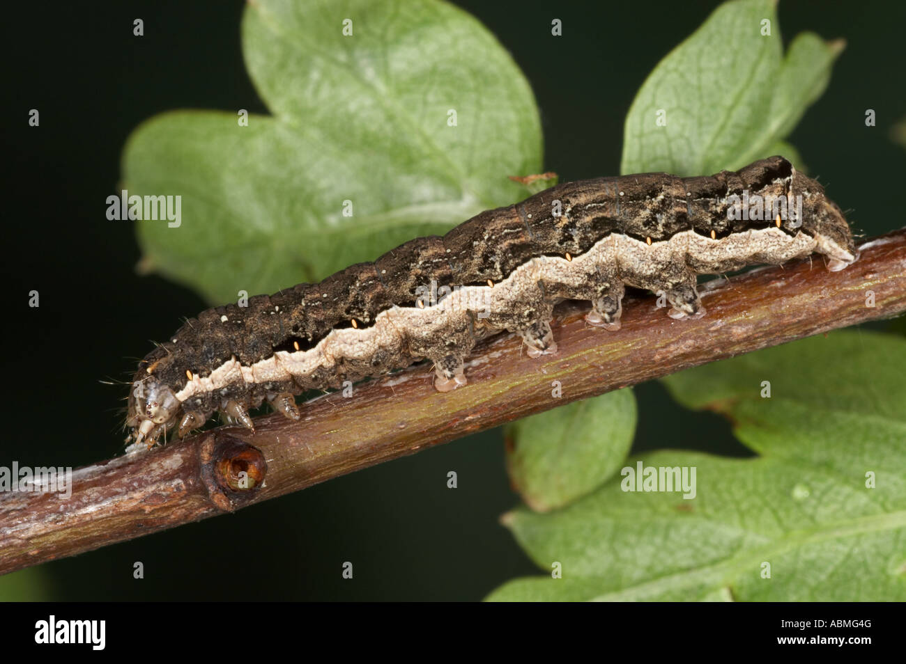 Lesser Yellow Underwing larva - Noctua comes Stock Photo