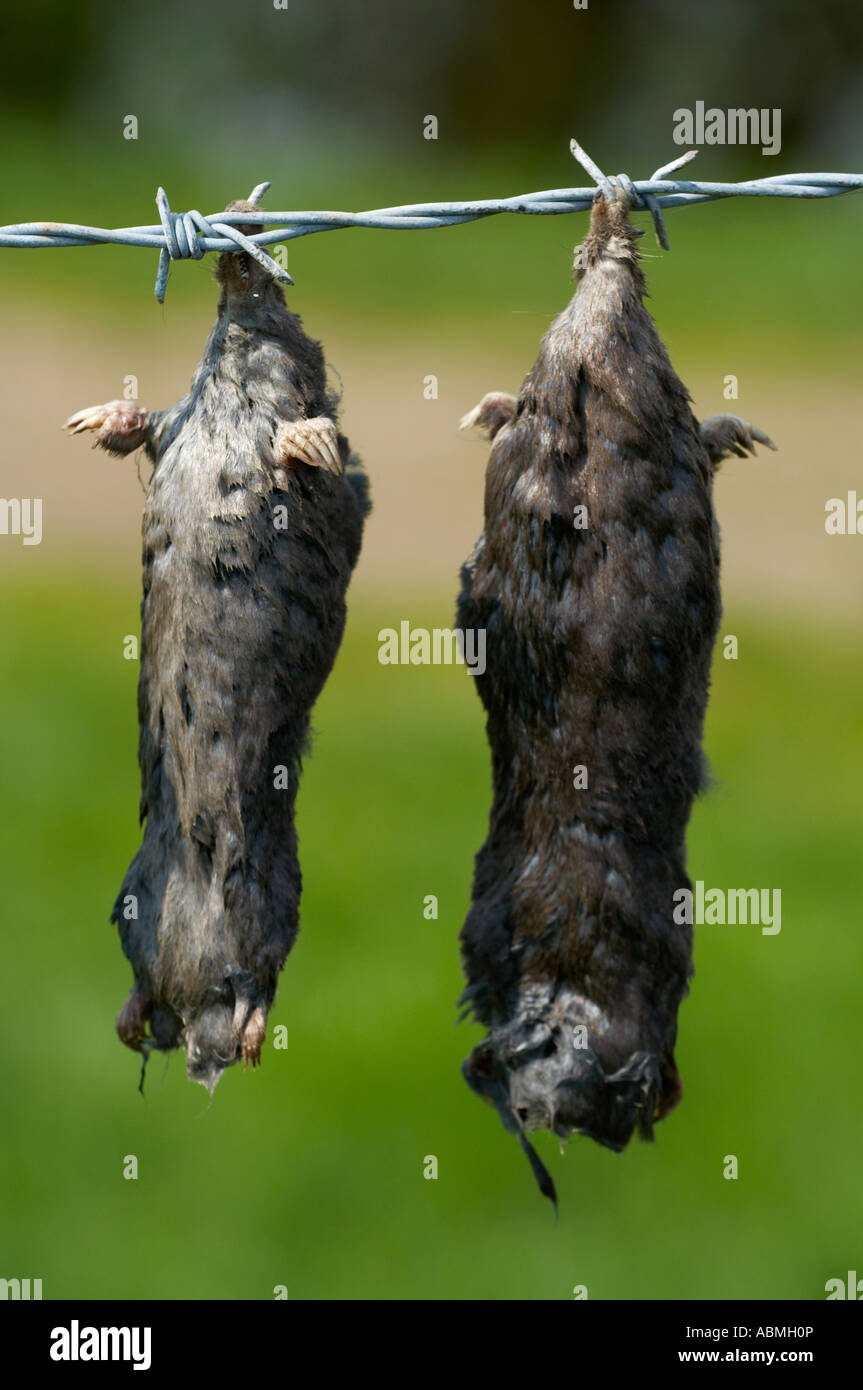 vertical portrait photo of dead moles Talpa europaea stuck on to a barbed wire fence by a mole trapper as evidence of his work M Stock Photo