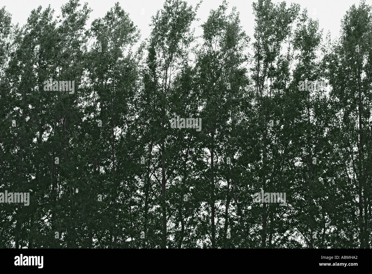 Row Of Trees In Front Of Light Grey Sky Near Pisa Tuscany Italy Stock Photo