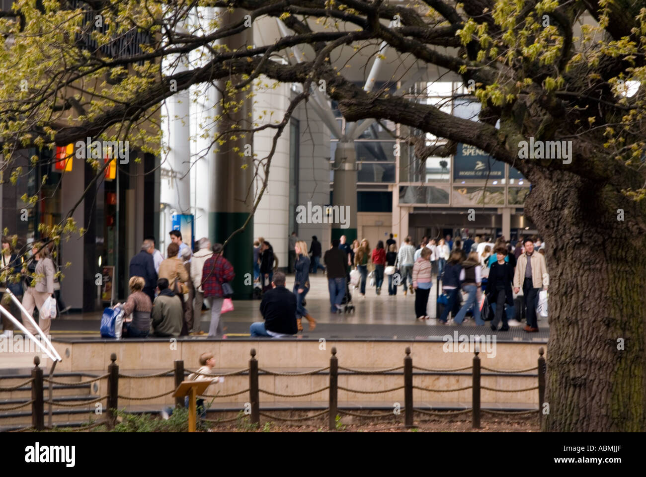Old oak tree now dead inside Midsummer Place, Central MILTON Keynes