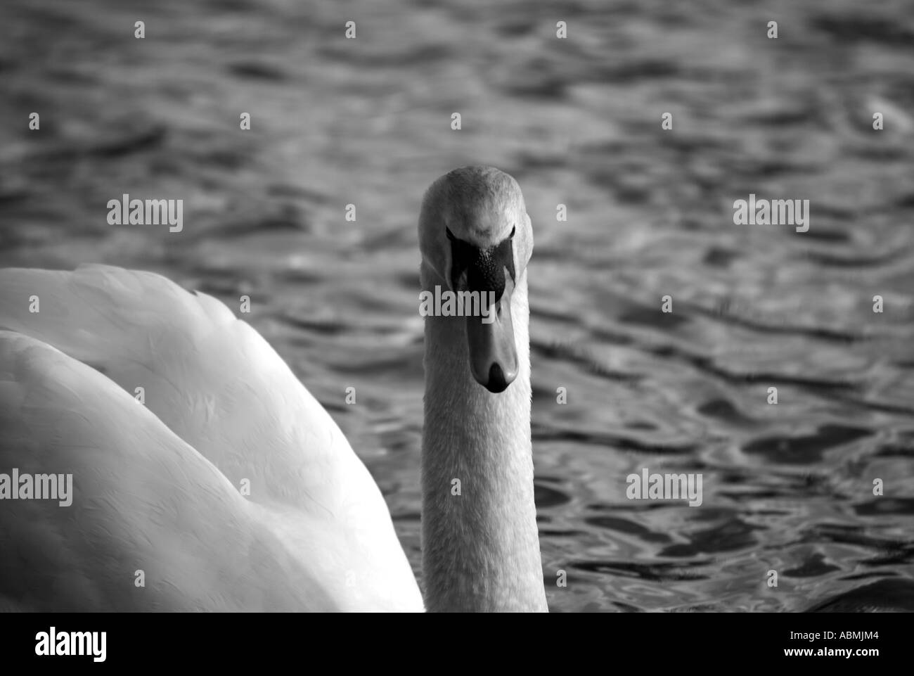 White swan facing forward in black and white Stock Photo