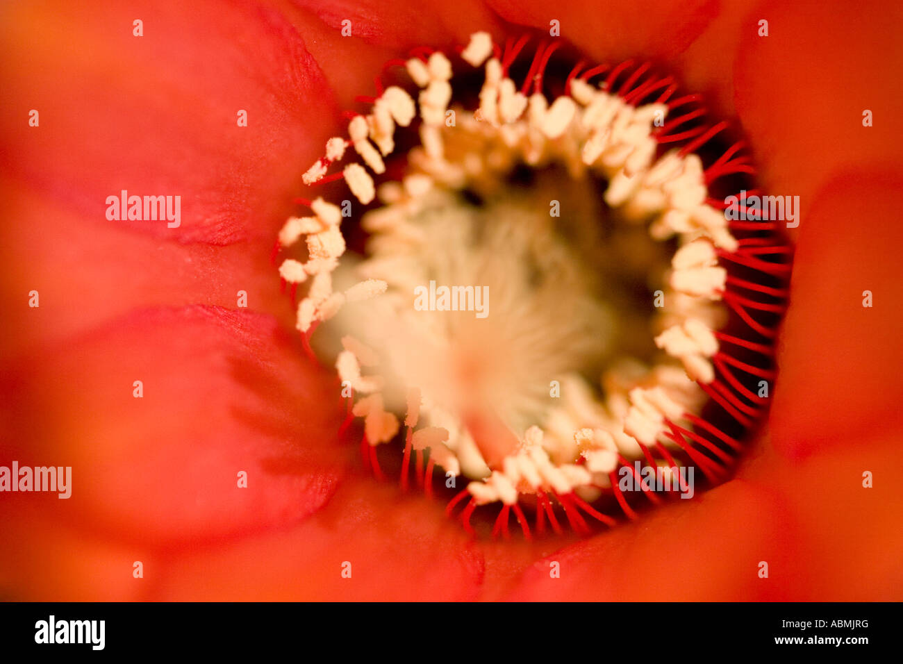 Close up of an echinopsis huascha known as a red torch cactus.  This plant has spines or sharp edges. Stock Photo