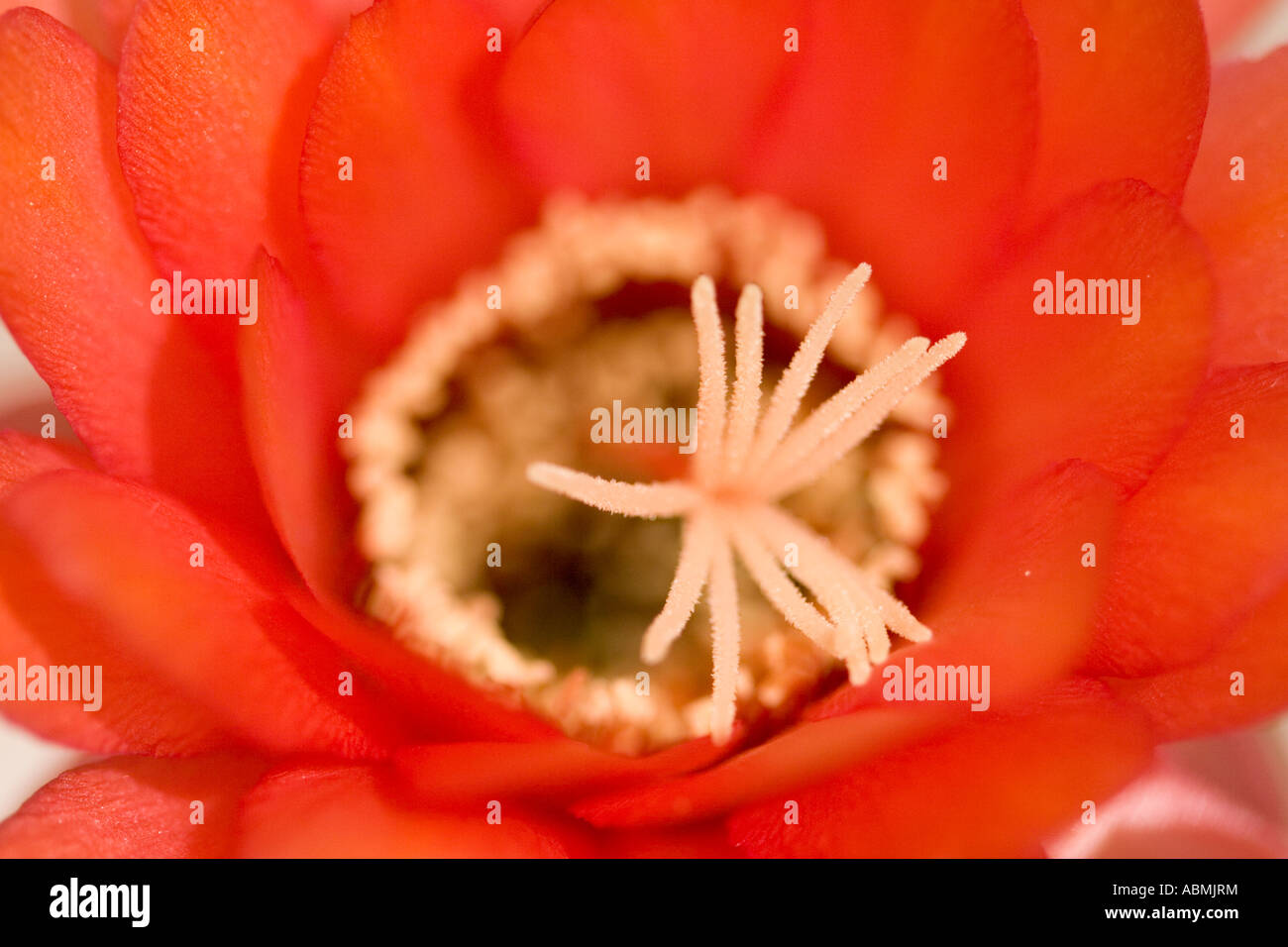 Close up of the echinopsis huascha red torch, also known as the sea urchin cactus Stock Photo
