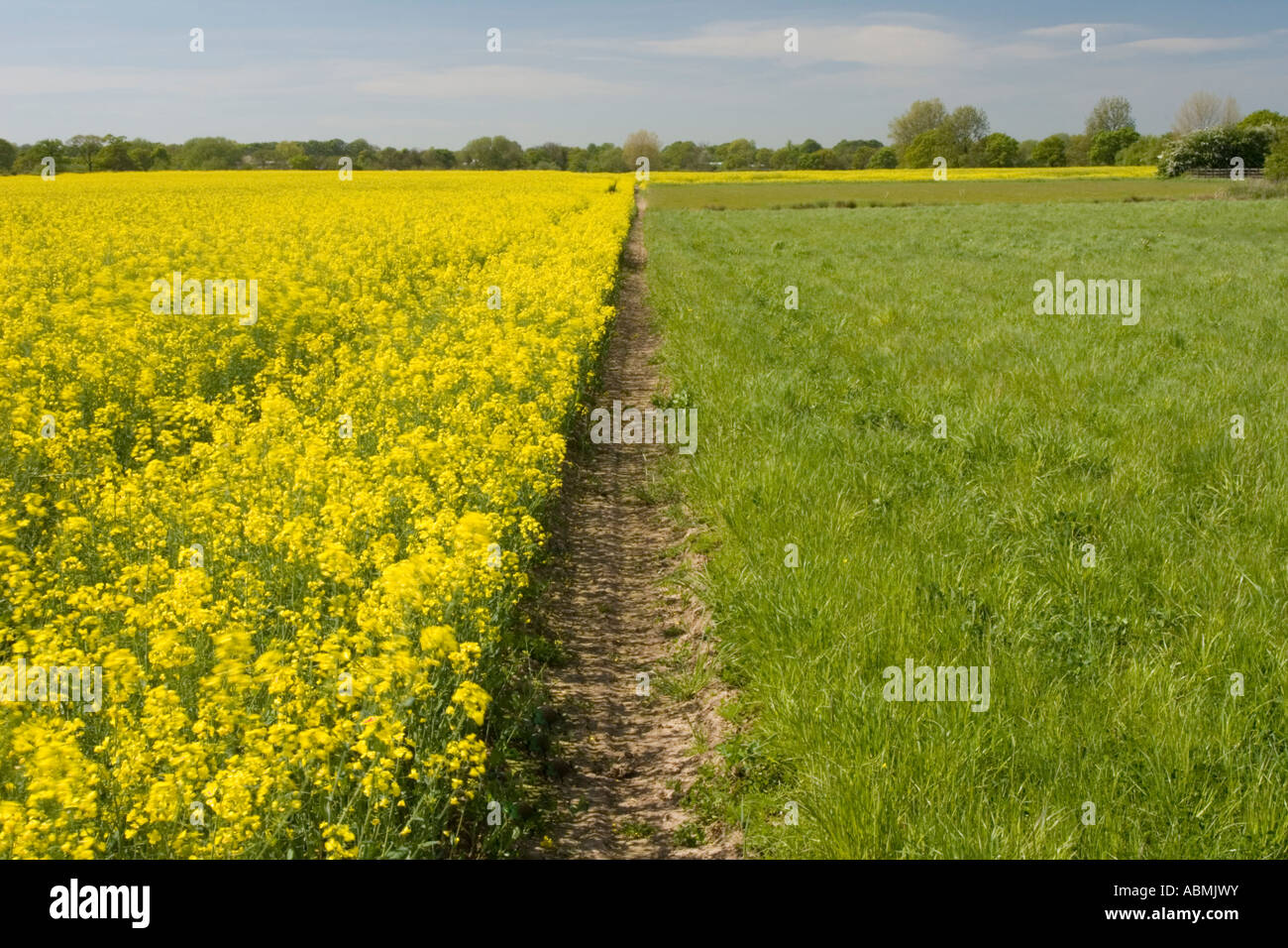 Field of brassica napus (rapeseed) next to a field of grass Stock Photo