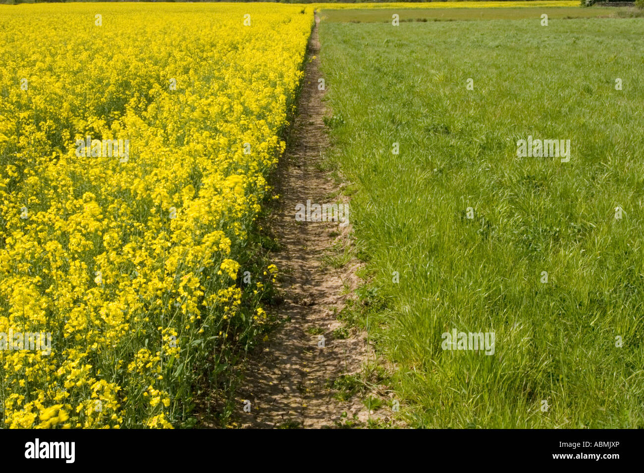 Field of brassica napus (rapeseed) next to a field left fallow and overgrown with grass Stock Photo
