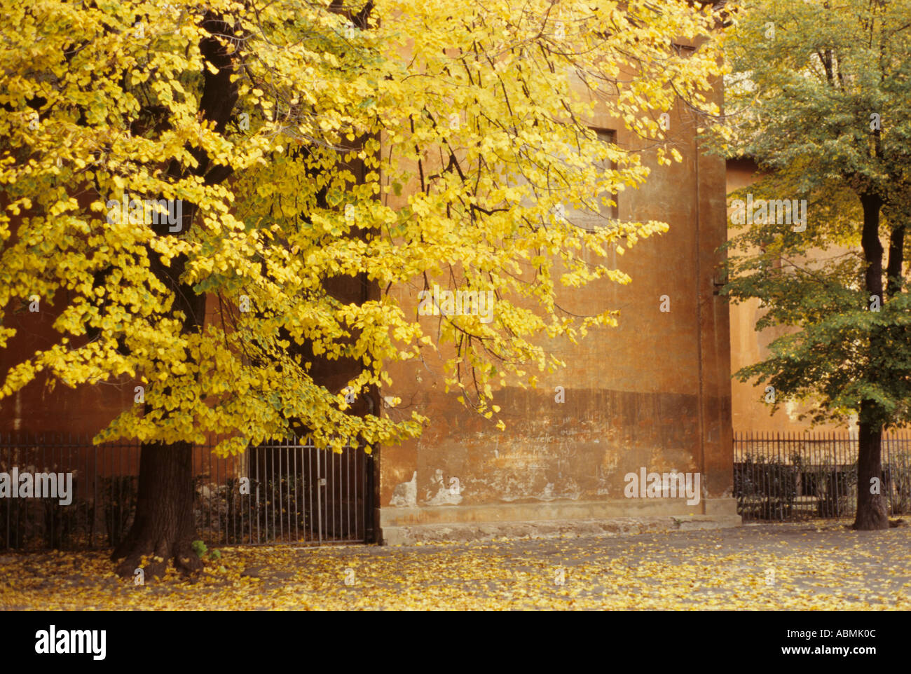 Overhanging branch fence hi-res stock photography and images - Alamy