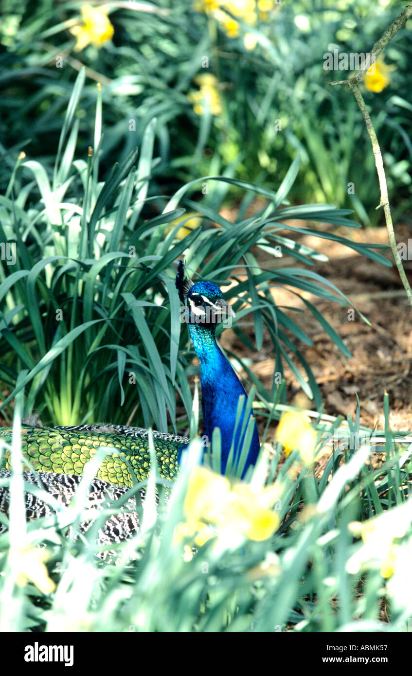 A Peacock amongst the daffodils Stock Photo