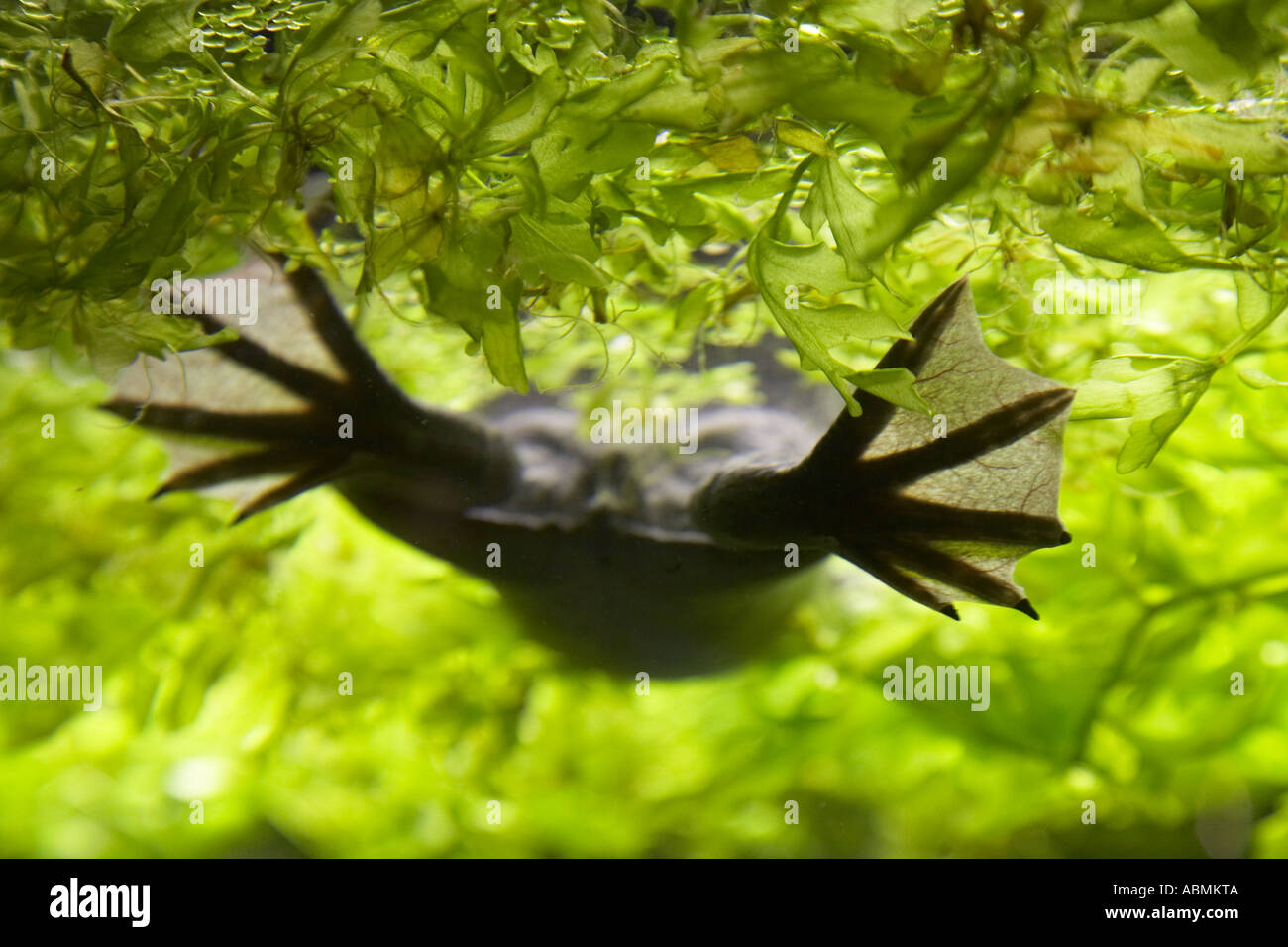 bed feet hires stock photography and images Alamy