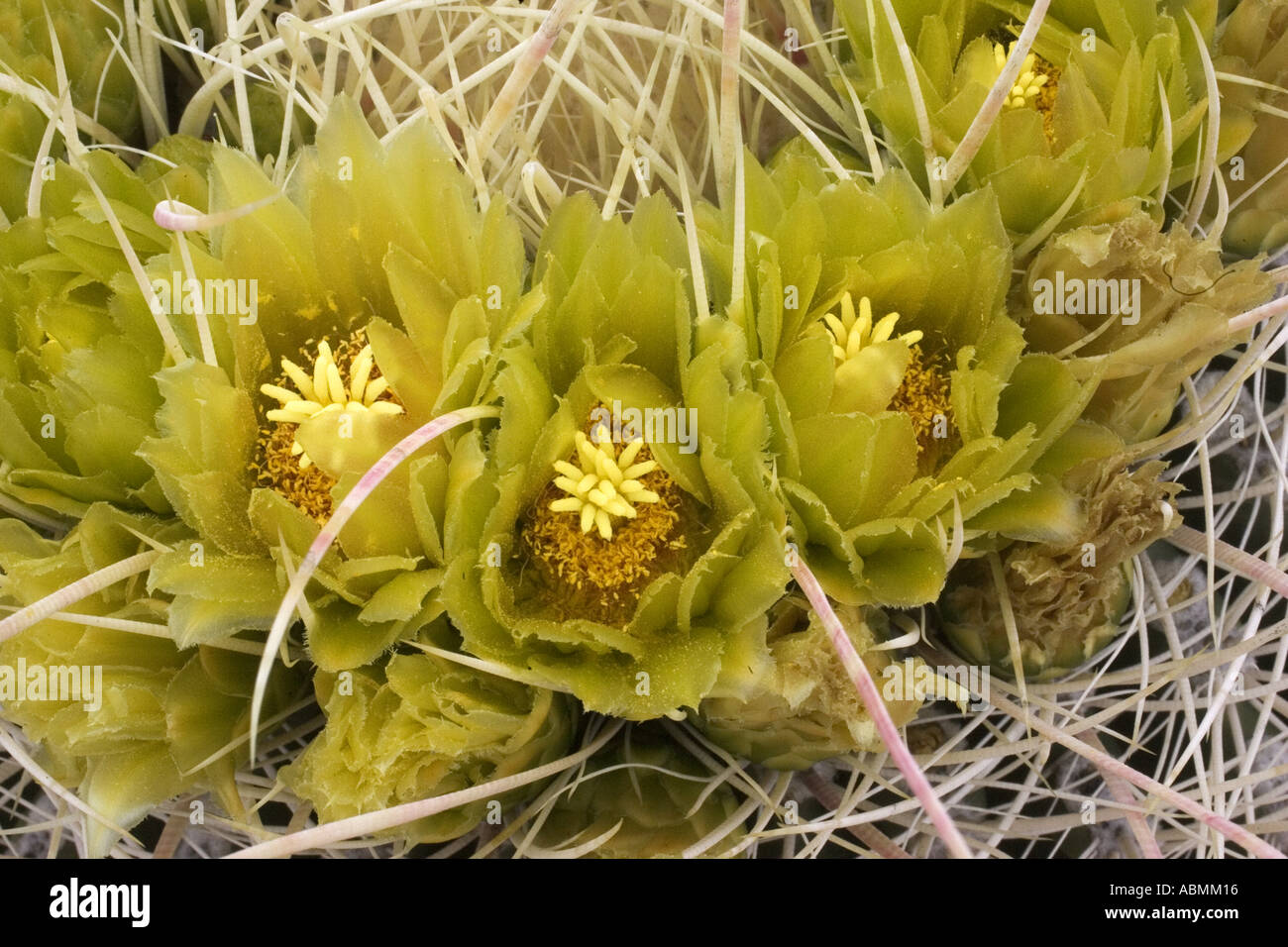 Barrel Cactus flowers Ferocactus acanthodes Anza Borrego State Park California Stock Photo