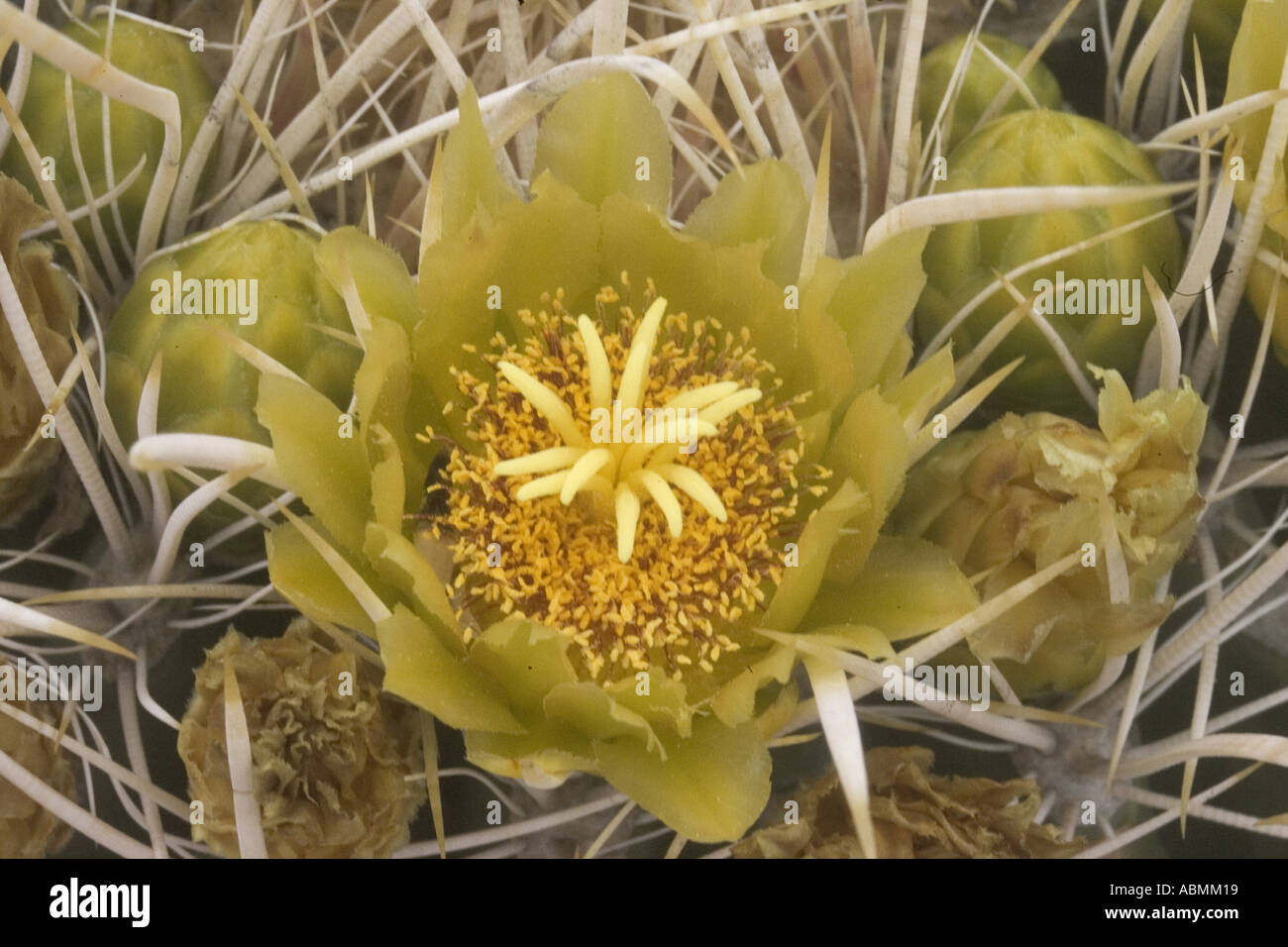 Barrel Cactus flower Ferocactus acanthodes Anza Borrego State Park California Stock Photo